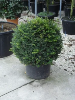 Taxusbol (Taxus Baccata) 10 Taxusbol (Taxus Baccata) -Exporteren Groei Planten Winkel 20120213101948 16