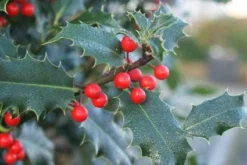 Gewone Hulst (Ilex Aquifolium) -Exporteren Groei Planten Winkel 20120213133607 12 1
