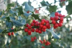 Hulst (Ilex Aquifolium 'Silver Queen') -Exporteren Groei Planten Winkel 20120213141506 11 1