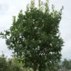 Aardbeiboom (Arbutus Unedo)