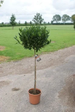 Echte Laurier Op Stam (Laurus Nobilis) -Exporteren Groei Planten Winkel 20120213163018 4