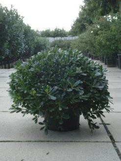 Australische Laurier (Pittosporum Tobira 'Nanum') -Exporteren Groei Planten Winkel 20120213163910 8