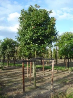 Glansmispel Als Boom (Photinia Fraseri 'Red Robin') -Exporteren Groei Planten Winkel 20120214125941 9