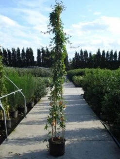 Passiebloem (Passiflora Caerulea) 13 Passiebloem (Passiflora Caerulea) -Exporteren Groei Planten Winkel 20120214131255 6