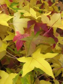 Amberboom Als Leivorm (Liquidambar Styraciflua) -Exporteren Groei Planten Winkel 20120214133720 3