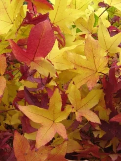 Amberboom Als Leivorm (Liquidambar Styraciflua) -Exporteren Groei Planten Winkel 20120214133735 3