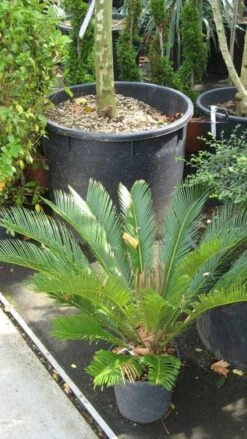 Cycaspalm (Cycas Revoluta) -Exporteren Groei Planten Winkel 20120216093012 5