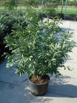 Kardinaalshoed (Euonymus Alatus 'Compactus') -Exporteren Groei Planten Winkel 20120217135206 12