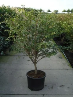 Kardinaalshoed (Euonymus Alatus) -Exporteren Groei Planten Winkel 20120217135305 55 11