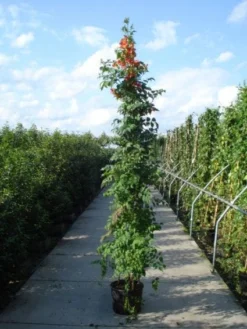 Trompetbloem (Campsis Tagliabuana 'Mme Galen') -Exporteren Groei Planten Winkel 20120218105251 9