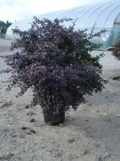 Zuurbes (Berberis Thunbergii 'Atropurpurea') -Exporteren Groei Planten Winkel 20120218110341 4