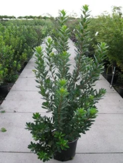 Aardbeiboom Als Struik (Arbutus Unedo) -Exporteren Groei Planten Winkel 20120218111141 7