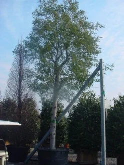 Mimosa Als Boom (Acacia Dealbata) -Exporteren Groei Planten Winkel 20120219161040 6