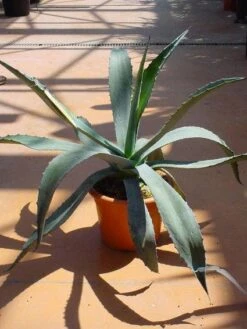 Agave (Agave Americana) 9 Agave (Agave Americana) -Exporteren Groei Planten Winkel 20120220095510 3