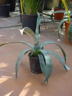 Agave (Agave Americana) 11 Agave (Agave Americana) -Exporteren Groei Planten Winkel 20120220095542 3
