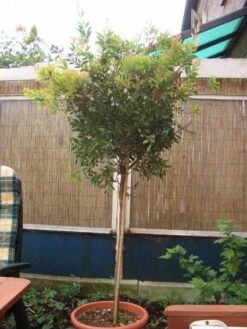 Lampepoetserplant Op Stam (Callistemon Laevis ) -Exporteren Groei Planten Winkel 20120220111108 1