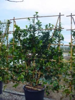 Camelia Als Leivorm (Camellia Japonica) -Exporteren Groei Planten Winkel 20120220112828 2