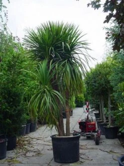 Cordyline (Cordyline Australis) -Exporteren Groei Planten Winkel 20120220150047 8