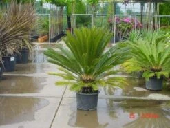 Cycaspalm (Cycas Revoluta) -Exporteren Groei Planten Winkel 20120220154507 5