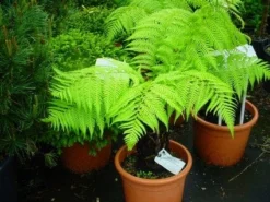 Grote Boomvaren (Dicksonia Antarctica) -Exporteren Groei Planten Winkel 20120220154826 11 1
