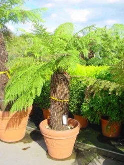 Boomvaren (Dicksonia Antarctica) -Exporteren Groei Planten Winkel 20120220154903 11