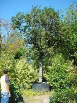 Kaki (Diospyros Kaki) -Exporteren Groei Planten Winkel 20120220155112 8