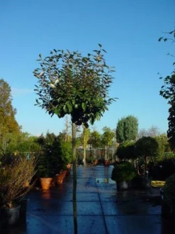 Olijfwilg Als Boom (Elaeagnus Pungens 'Maculata') -Exporteren Groei Planten Winkel 20120220160432 8