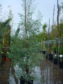 Winterharde Gomboom (Eucalyptus Gunnii) -Exporteren Groei Planten Winkel 20120220160905 5
