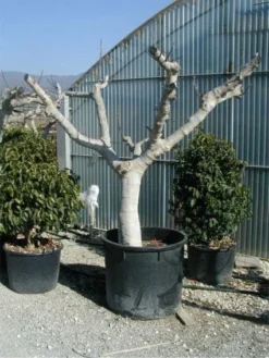 Vijg Als Solitair (Ficus Carica) -Exporteren Groei Planten Winkel 20120220162113 7