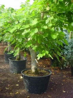 Vijg Als Solitair (Ficus Carica) -Exporteren Groei Planten Winkel 20120220162214 7
