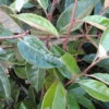 Olijfwilg Als Boom (Elaeagnus Pungens 'Maculata')