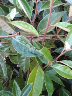 Olijfwilg Als Leivorm (Elaeagnus Ebbingei) -Exporteren Groei Planten Winkel 20120225093026 2 1