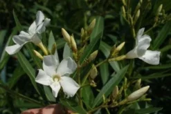 Oleander Als Leivorm (Nerium Oleander) -Exporteren Groei Planten Winkel 20120225093249 1