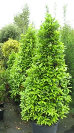 Echte Laurier Als Piramide (Laurus Nobilis) -Exporteren Groei Planten Winkel 20120821144442 7