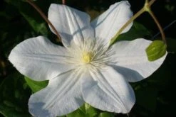 Bosrank (Clematis 'Madame Le Coultre') 10 Bosrank (Clematis 'Madame Le Coultre') -Exporteren Groei Planten Winkel 20120903131948 1