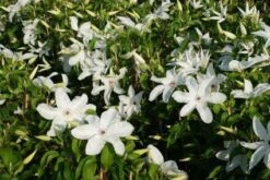 Bosrank (Clematis 'Madame Le Coultre') 8 Bosrank (Clematis 'Madame Le Coultre') -Exporteren Groei Planten Winkel 20120919151411 1