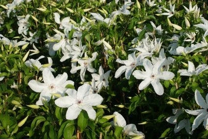 Bosrank (Clematis 'Madame Le Coultre') 3 Bosrank (Clematis 'Madame Le Coultre') - Afbeelding 3