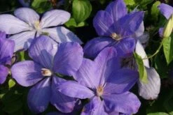 Bosrank (Clematis 'Mrs Cholmondeley') 15 Bosrank (Clematis 'Mrs Cholmondeley') -Exporteren Groei Planten Winkel 20120919151745 1