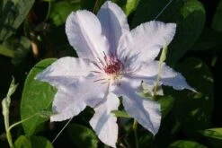 Bosrank (Clematis 'Snow Queen') -Exporteren Groei Planten Winkel 20120919152528 1