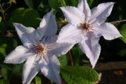Bosrank (Clematis 'Snow Queen') -Exporteren Groei Planten Winkel 20120919152541 1