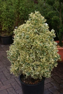 Kardinaalshoed Als Pyramide (Euonymus Japonicus 'Bravo') -Exporteren Groei Planten Winkel 20121003163723 3