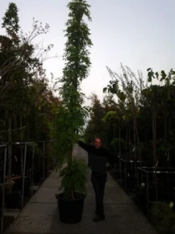 Blauwe Regen (Wisteria Sinensis) -Exporteren Groei Planten Winkel 20121012085312 13