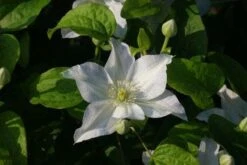 Bosrank (Clematis 'Yukikomachi') -Exporteren Groei Planten Winkel 20121017162743 1