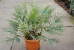 Dwergpalm (Chamaerops Humilis 'Cerifera') -Exporteren Groei Planten Winkel 20121229150623 2