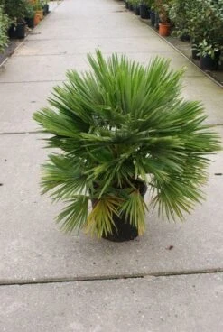 Dwergpalm (Chamaerops Humilis 'Vulcano') -Exporteren Groei Planten Winkel 20121229152912 2
