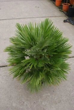 Dwergpalm (Chamaerops Humilis 'Vulcano') -Exporteren Groei Planten Winkel 20121229152928 2