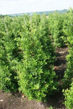 Hulst (Ilex Aquifolium 'Silver Queen') -Exporteren Groei Planten Winkel 20130121124351 11 1