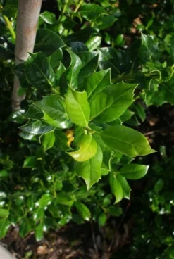 Hulst (Ilex Aquifolium J.C. Van Tol) -Exporteren Groei Planten Winkel 20130121125215 11