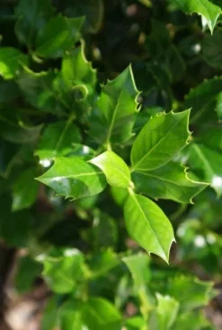 Hulst (Ilex Aquifolium J.C. Van Tol) -Exporteren Groei Planten Winkel 20130121125258 11