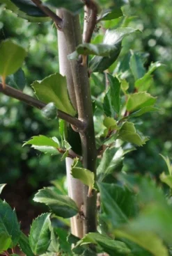 Blauwe Hulst (Ilex Meserveae 'Blue Prince') -Exporteren Groei Planten Winkel 20130121125422 10